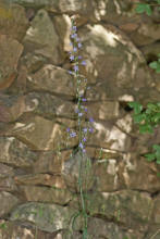 Campanula rapunculus / Rapunzel-Glockenblume / Campanulaceae / Glockenblumengewächse