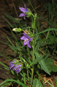 Campanula trachelium / Nesselblättrige Glockenblume / Campanulaceae / Glockenblumengewächse
