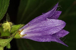 Campanula trachelium / Nesselblättrige Glockenblume / Campanulaceae / Glockenblumengewächse