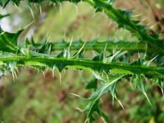 Carduus acanthoides / Weg-Distel / Asteraceae / Korbblütengewächse