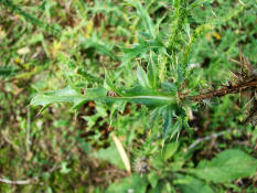 Carduus acanthoides / Weg-Distel / Asteraceae / Korbblütengewächse