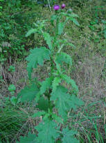 Carduus crispus ssp. crispus / Gewhnliche Krause Distel / Asteraceae / Korbbltengewchse