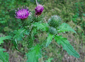 Carduus crispus ssp. crispus / Gewhnliche Krause Distel / Asteraceae / Korbbltengewchse