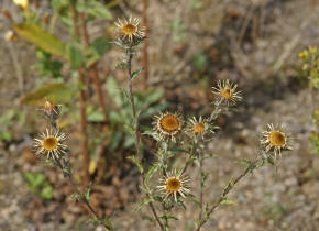 Carlina vulgaris / Golddistel / Asteraceae / Korbbltengewchse