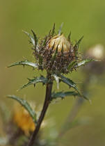 Carlina vulgaris / Golddistel / Asteraceae / Korbblütengewächse