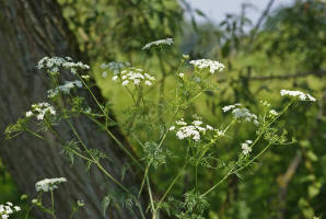 Chaerophyllum bulbosum / Knolliger Klberkropf / Apiaceae / Doldenbltengewchse 