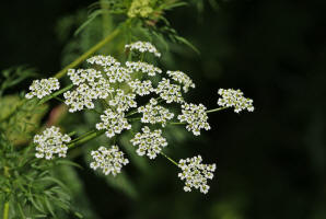 Chaerophyllum bulbosum / Knolliger Klberkropf / Apiaceae / Doldenbltengewchse 