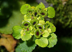 Chrysosplenium alternifolium / Wechselblttriges Milzkraut (fruchtend) / Saxifragaceae / Steinbrechgewchse