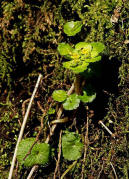 Chrysosplenium alternifolium / Wechselblttriges Milzkraut / Saxifragaceae / Steinbrechgewchse