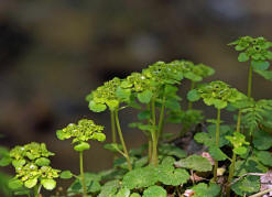 Chrysosplenium alternifolium / Wechselblttriges Milzkraut (fruchtend) / Saxifragaceae / Steinbrechgewchse