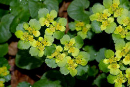 Chrysosplenium alternifolium / Wechselblttriges Milzkraut / Saxifragaceae / Steinbrechgewchse