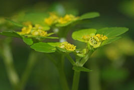 Chrysosplenium alternifolium / Wechselblttriges Milzkraut / Saxifragaceae / Steinbrechgewchse