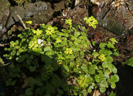 Chrysosplenium alternifolium / Wechselblttriges Milzkraut / Saxifragaceae / Steinbrechgewchse