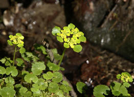 Chrysosplenium alternifolium / Wechselblttriges Milzkraut / Saxifragaceae / Steinbrechgewchse