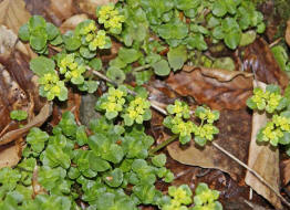 Chrysosplenium alternifolium / Wechselblttriges Milzkraut / Saxifragaceae / Steinbrechgewchse