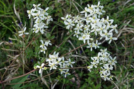 Clematis recta / Aufrechte Waldrebe / Ranunculaceae / Hahnenfußgewächse