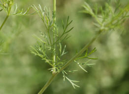 Coriandrum sativum / Koriander / Apiaceae / Doldenbltengewchse