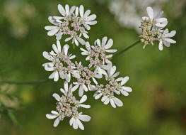 Coriandrum sativum / Koriander / Apiaceae / Doldenbltengewchse