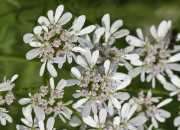 Coriandrum sativum / Koriander / Apiaceae / Doldenbltengewchse