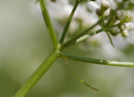 Coriandrum sativum / Koriander / Apiaceae / Doldenbltengewchse
