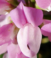 Securigera varia (syn.: Coronilla varia) / Bunte Kronwicke / Bunte Kronwicke / Fabaceae / Schmetterlingsblütengewächse
