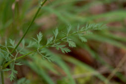 Daucus carota / Wilde Mhre / Apiaceae / Doldenbltengewchse