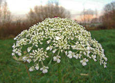 Daucus carota / Wilde Mhre / Apiaceae / Doldenbltengewchse