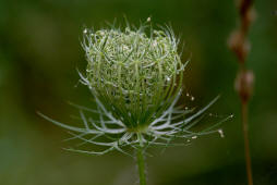 Daucus carota / Wilde Mhre / Apiaceae / Doldenbltengewchse