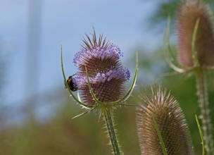 Dipsacus fullonum / Wilde Karde / Dipsacaceae / Kardengewchse 