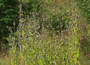 Dipsacus fullonum / Wilde Karde / Dipsacaceae / Kardengewchse 