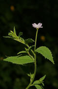Epilobium montanum / Berg-Weidenrschen / Onagraceae / Nachtkerzengewchse