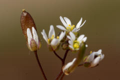 Erophila verna ssp. verna / Hungerblümchen / Brassicaceae / Kreuzblütengewächse
