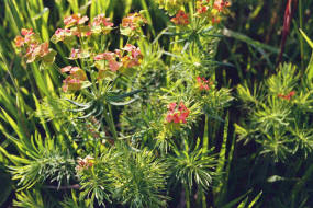 Euphorbia cyparissias / Zypressen-Wolfsmilch / Euphorbiaceae / Wolfsmilchgewchse / Giftig / Futterpflanze der Raupe des Wolfsmilchschwrmers