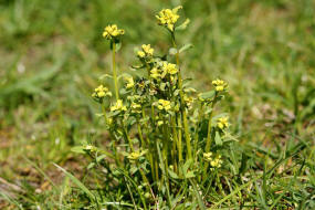 Euphorbia cyparissias / Zypressen-Wolfsmilch (befallen mit Erbsenrostpilz - Uromyces pisi) / Euphorbiaceae / Wolfsmilchgewchse / Giftig / Futterpflanze der Raupe des Wolfsmilchschwrmers