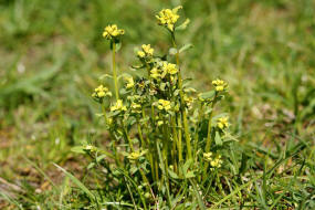 Euphorbia cyparissias / Zypressen-Wolfsmilch (befallen mit Erbsenrostpilz - Uromyces pisi) / Euphorbiaceae / Wolfsmilchgewchse / Giftig / Futterpflanze der Raupe des Wolfsmilchschwrmers