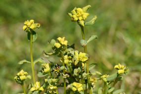 Euphorbia cyparissias / Zypressen-Wolfsmilch (befallen mit Erbsenrostpilz - Uromyces pisi) / Euphorbiaceae / Wolfsmilchgewchse / Giftig / Futterpflanze der Raupe des Wolfsmilchschwrmers