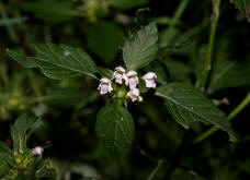 Galeopsis tetrahit / Gewöhnlicher Hohlzahn / Lamiaceae / Lippenblütengewächse