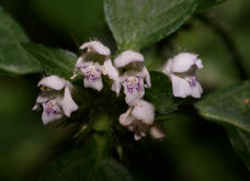 Galeopsis tetrahit / Gewöhnlicher Hohlzahn / Lamiaceae / Lippenblütengewächse
