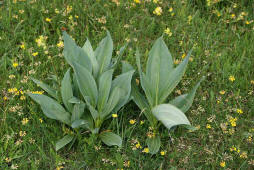 Gentiana lutea / Gelber Enzian (nicht blühende Blattrosette) / Gentianaceae / Enziangewächse