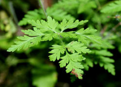 Geranium robertianum / Stinkender Storchschnabel / Geraniaceae / Storchschnabelgewchse