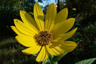 Helianthus tuberosus / Topinambur / Erdbirne / Asteraceae / Korbbltengewchse