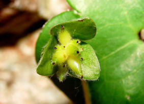 Hepatica nobilis / Leberblümchen (fruchtend) / Ranunculaceae / Hahnenfußgewächse