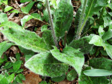 Hieracium maculatum / Geflecktes Habichtskraut