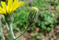 Hieracium maculatum / Geflecktes Habichtskraut