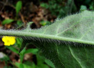 Hieracium maculatum / Geflecktes Habichtskraut