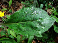 Hieracium maculatum / Geflecktes Habichtskraut