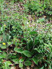 Hieracium maculatum / Geflecktes Habichtskraut