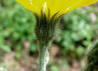 Hieracium maculatum / Geflecktes Habichtskraut