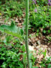 Hieracium maculatum / Geflecktes Habichtskraut