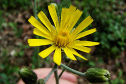 Hieracium maculatum / Geflecktes Habichtskraut